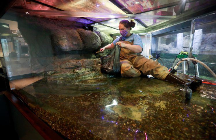 Aquarist/keeper Amanda Erlandson deep cleans a water snake exhibit at National Mississippi River Museum & Aquarium in Dubuque on Wednesday, May 20, 2020. The museum is closed today due to restrictions related to the COVID-19 pandemic. However, museums are among the businesses that will be allowed to reopen on Friday, May 22, with appropriate public health measures, social distancing and increased hygienic procedures in place.    PHOTO CREDIT: NICKI KOHL
