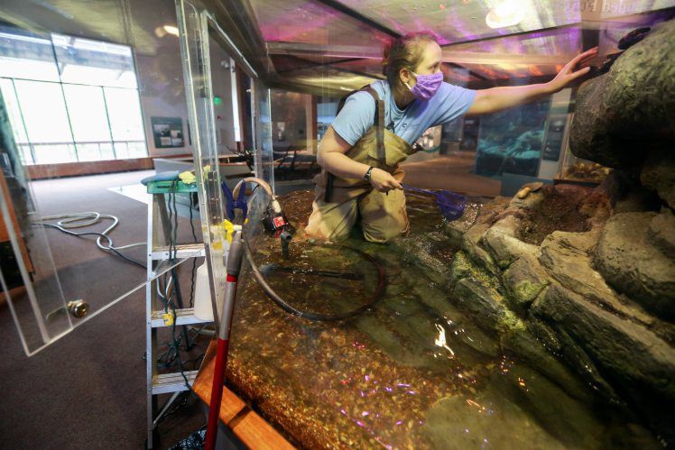 Aquarist/keeper Amanda Erlandson deep cleans a water snake exhibit at National Mississippi River Museum & Aquarium in Dubuque on Wednesday, May 20, 2020. The museum is closed today due to restrictions related to the COVID-19 pandemic. However, museums are among the businesses that will be allowed to reopen on Friday, May 22, with appropriate public health measures, social distancing and increased hygienic procedures in place.    PHOTO CREDIT: NICKI KOHL
