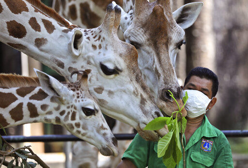A keeper wearing protective face mask feeds giraffes at Ragunan Zoo prior to its reopening this weekend after weeks of closure due to the large-scale restrictions imposed to help curb the new coronavirus outbreak, in Jakarta, Indonesia, Wednesday, June 17, 2020. As Indonesia