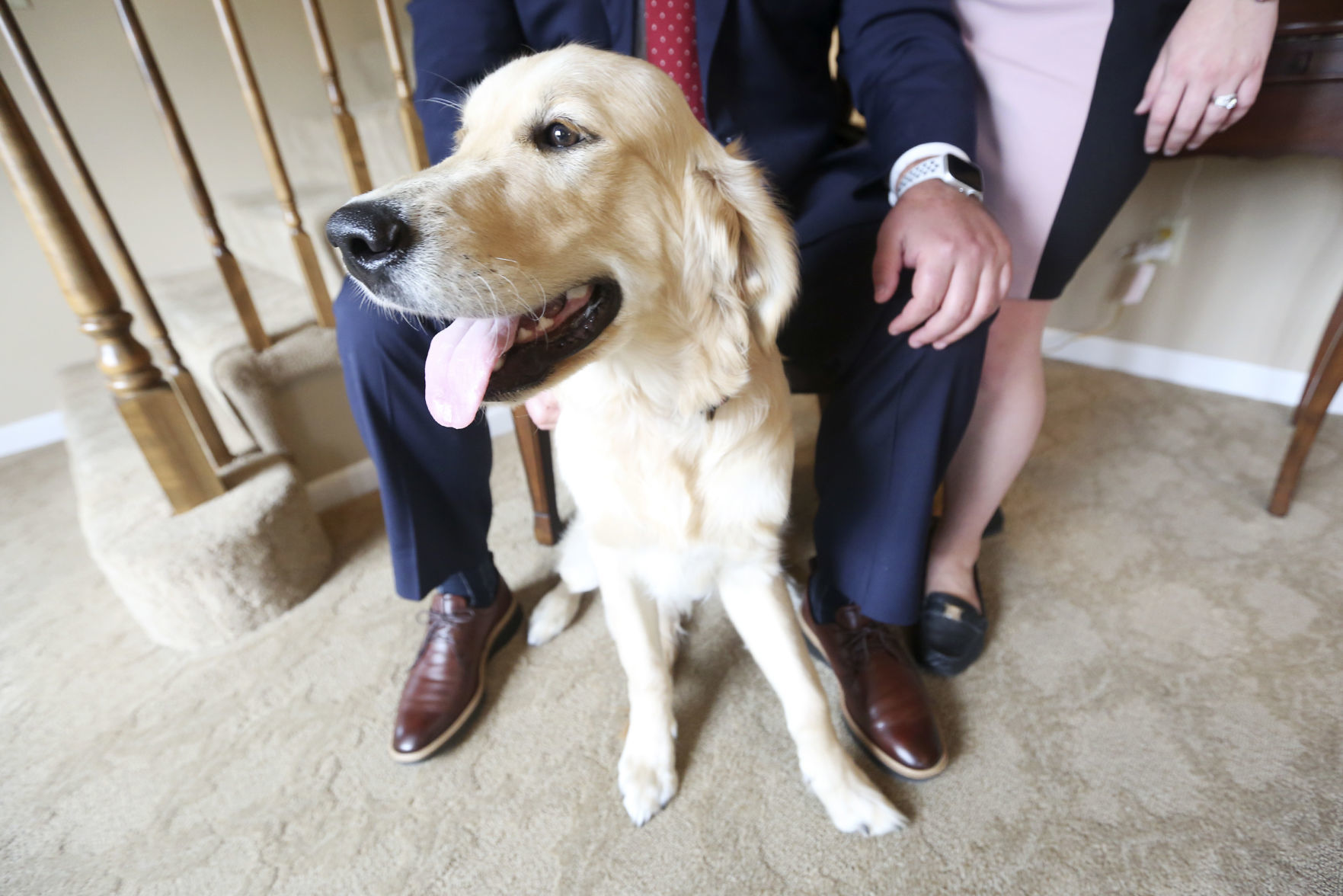 Stanley, an English golden retriever, comes to Hoffmann Schneider & Kitchen Funeral Home and Cremation Service in Dubuque to provide stress relief for employees and customers. Photo taken on Friday, June 19, 2020. PHOTO CREDIT: NICKI KOHL