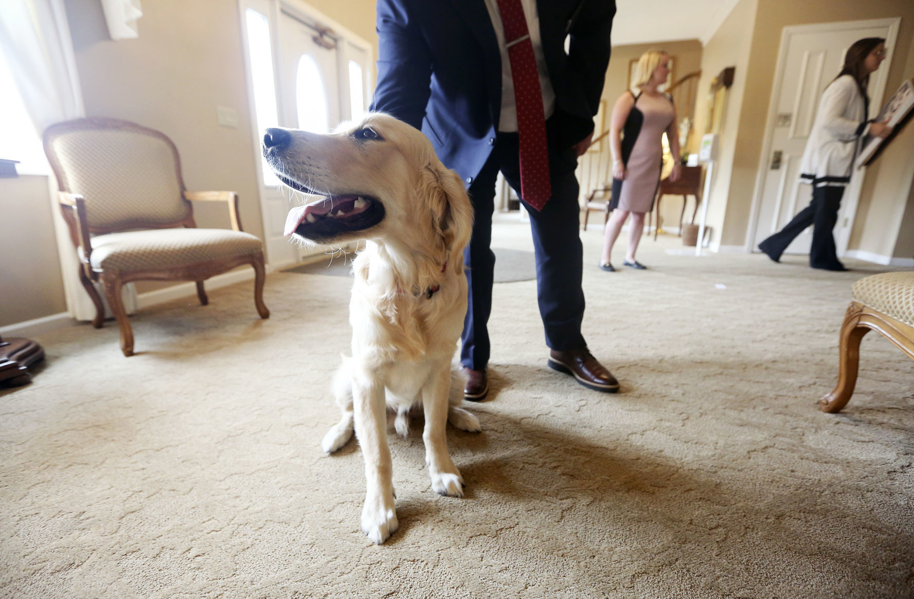 Stanley, an English golden retriever, comes to Hoffmann Schneider & Kitchen Funeral Home and Cremation Service in Dubuque to provide stress relief for employees and customers. Photo taken on Friday, June 19, 2020. PHOTO CREDIT: NICKI KOHL