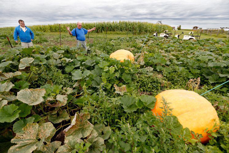 Kyle Vesperman, of Vesperman Farms in Lancaster, Wis., checks on the giant pumpkins that his father, Bruce (middle), is raising on Tuesday, Sept. 1, 2020. PHOTO CREDIT: Dave Kettering
