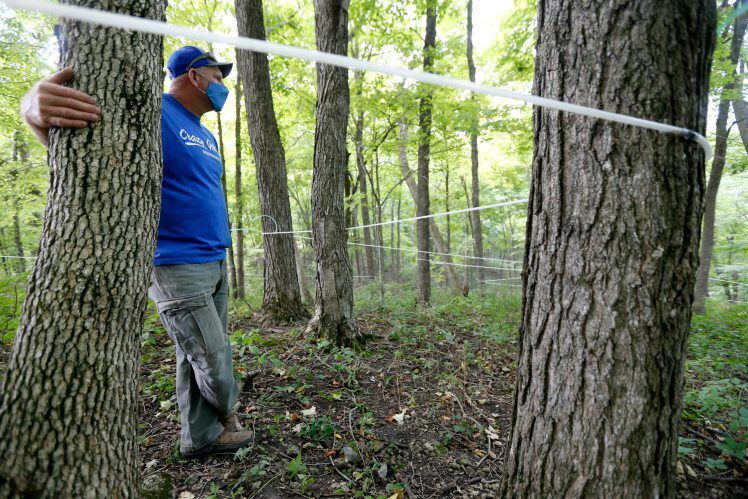 Dan Potter, co-owner of Great River Maple in Garnavillo, Iowa, checks his lines that link all the maple trees so the sap can flow to holding tanks. He got into maple production when a water well stopped working and he considered logging the trees. He found out that they contained sap, which led to the maple business.    PHOTO CREDIT: Dave Kettering