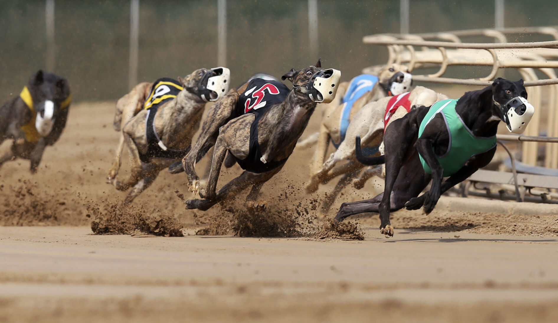 Greyhounds compete at Iowa Greyhound Park in Dubuque in September. PHOTO CREDIT: NICKI KOHL