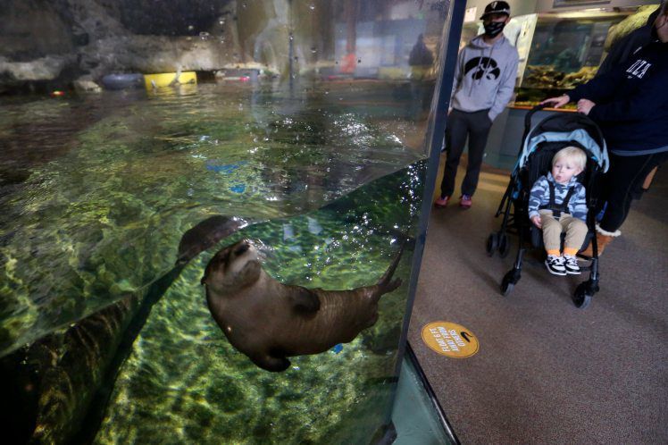 Visitors check out the otter exhibit at National Mississippi River Museum & Aquarium in Dubuque. PHOTO CREDIT: NICKI KOHL