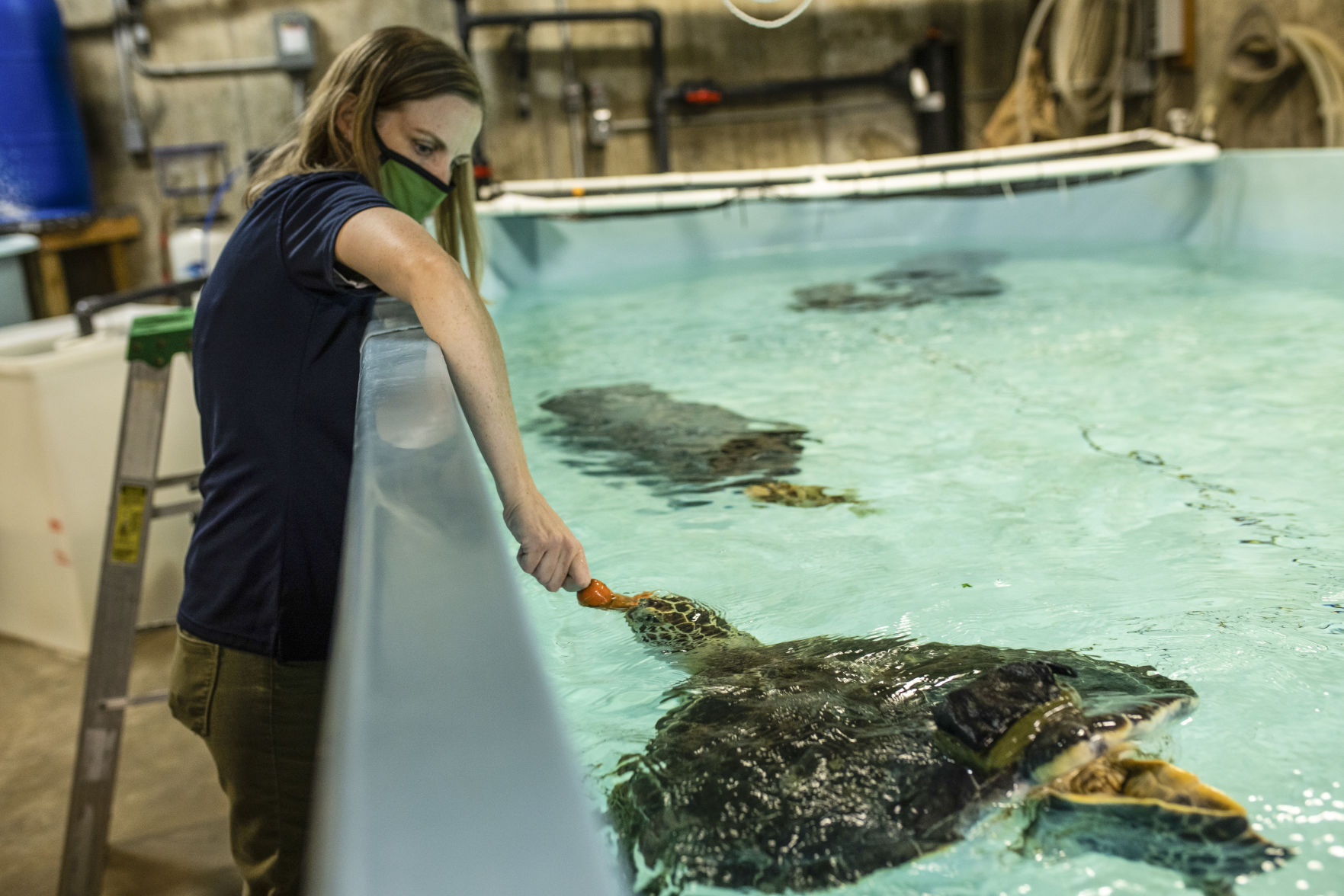Curator of Living Collections at the Mississippi River Museum & Aquarium, Abby Urban, feeds a Diamondback Terrapin, that visitors can see as part of the new Behind the Scenes Aquarium Tours. PHOTO CREDIT: Jacob Fiscus