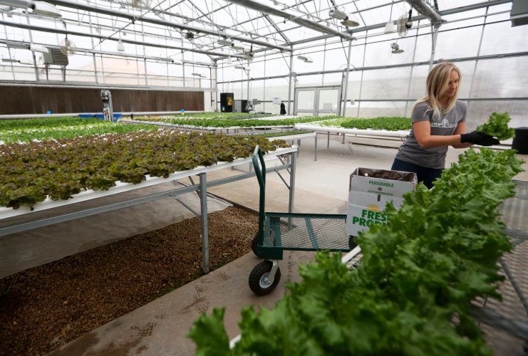 Greenhouse Manager Jena Jepson harvests lettuce at Hilltop Greens in Dyersville, Iowa.    PHOTO CREDIT: NICKI KOHL