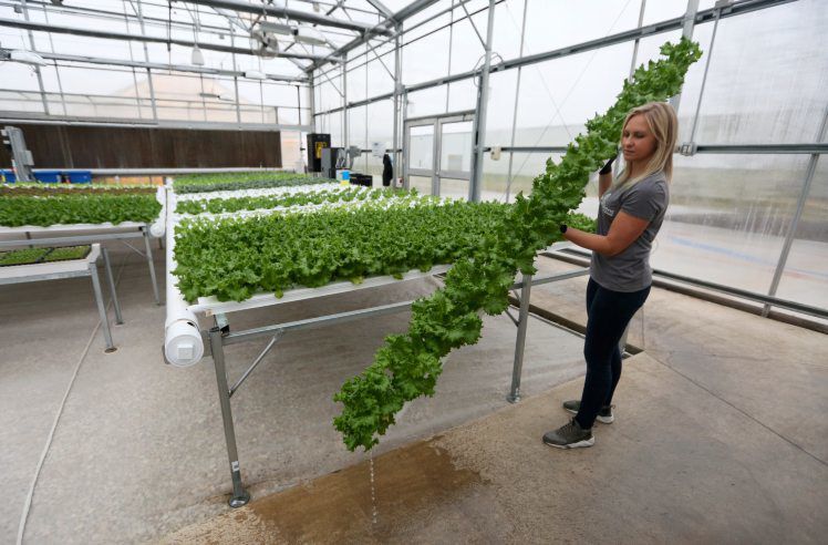 Greenhouse manager Jena Jepson selects a row of green leaf lettuce to harvest at Hilltop Greens in Dyersville, Iowa. The facility began as a research center for FarmTek, and it sold the produce only to its employees. It began to create so much that it expanded to selling to restaurants and schools.    PHOTO CREDIT: NICKI KOHL