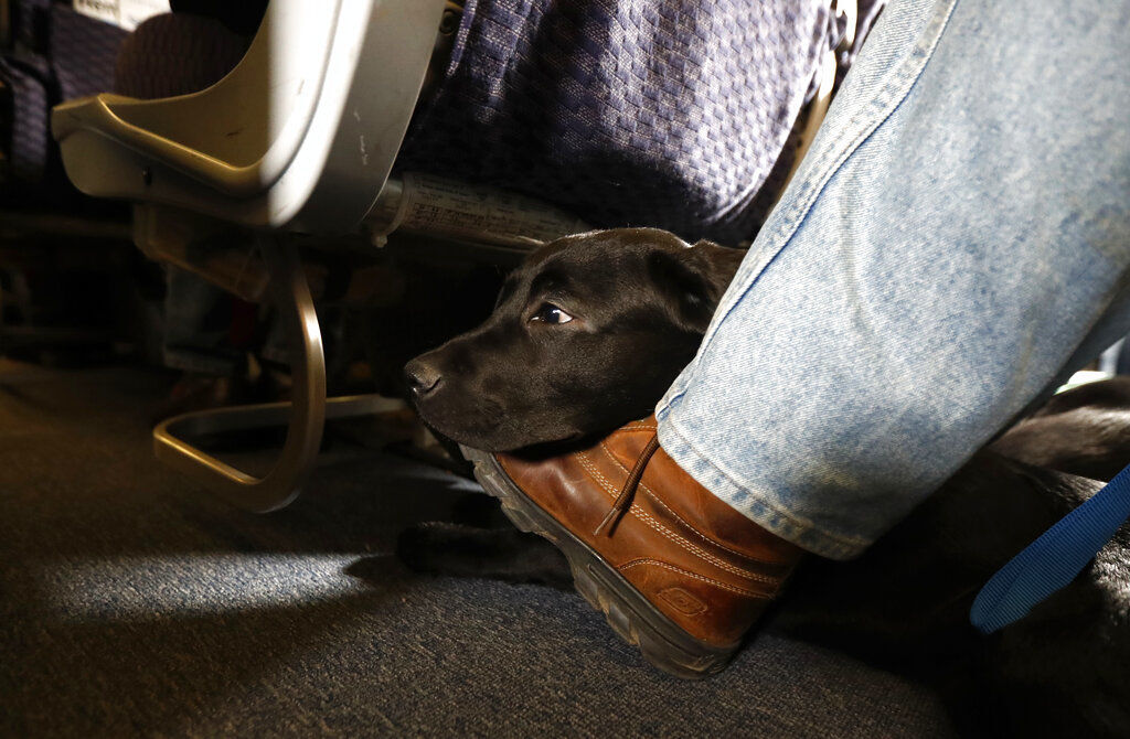 A service dog named Orlando rests on the foot of its trainer, John Reddan, while sitting inside a United Airlines plane at Newark Liberty International Airport. The government has decided that when it comes to air travel, only dogs can be service animals, and companions used for emotional support don