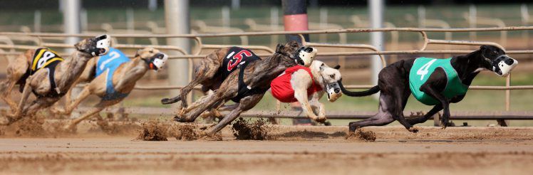 It is not known how much longer dogs will race at Iowa Greyhound Park. PHOTO CREDIT: NICKI KOHL, Telegraph Herald file