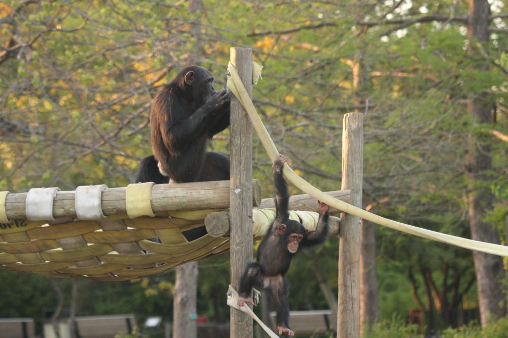 Examples of materials for which alternate uses have been found includes fire hoses being used for chimpanzees, according to this photo from Repurposed Materials.  PHOTO CREDIT: Contributed