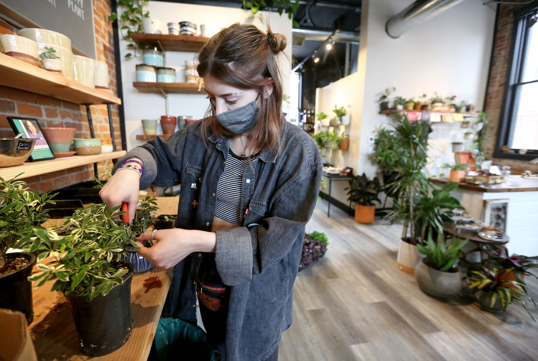 Hannah Smith trims a Schefflera arboricola Bonsai at Planted. in Dubuque on Tuesday. PHOTO CREDIT: JESSICA REILLY
