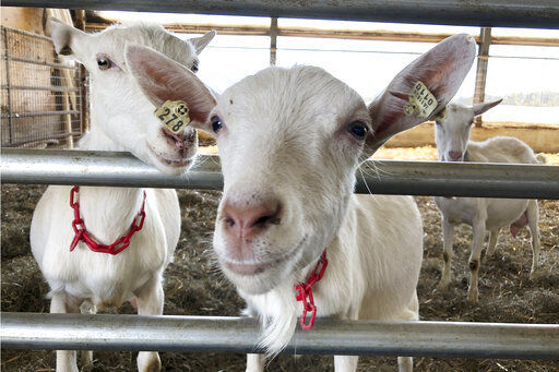 Dairy goats stand in a barn at Joneslan Farm in Hyde Park, Vt. The farm sold its dairy cows and switched to goats, delivering its first goat milk in February to Vermont Creamery, owned by Land O