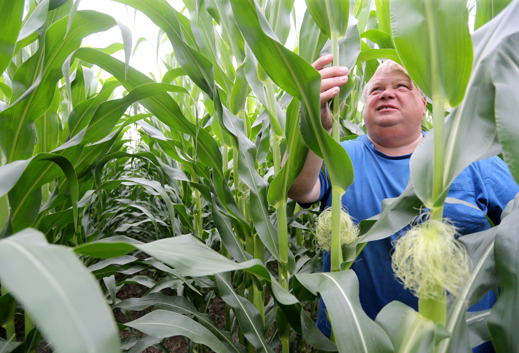 Jeff Pape inspects cornstalks for insects and disease at his farm in rural Dyersville, Iowa. PHOTO CREDIT: JESSICA REILLY
