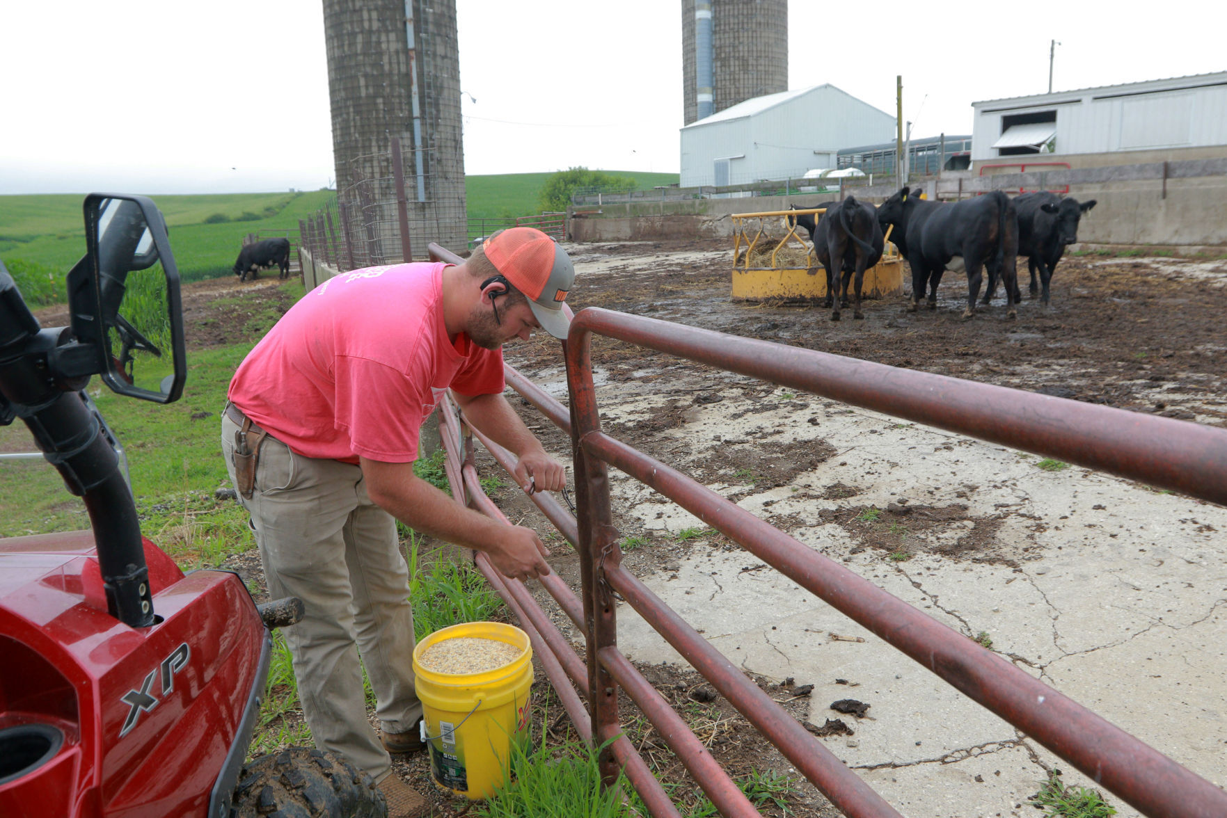 Dylan Hoefler feeds the cows at his family farm in New Vienna, Iowa. PHOTO CREDIT: Katie Goodale