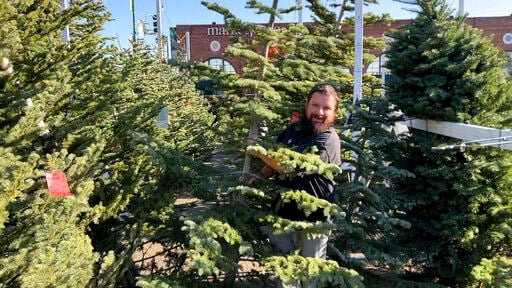 Chris Courchaine carries a Christmas tree he bought at Crystal River Christmas Trees in Alameda, Calif. Even Christmas trees aren