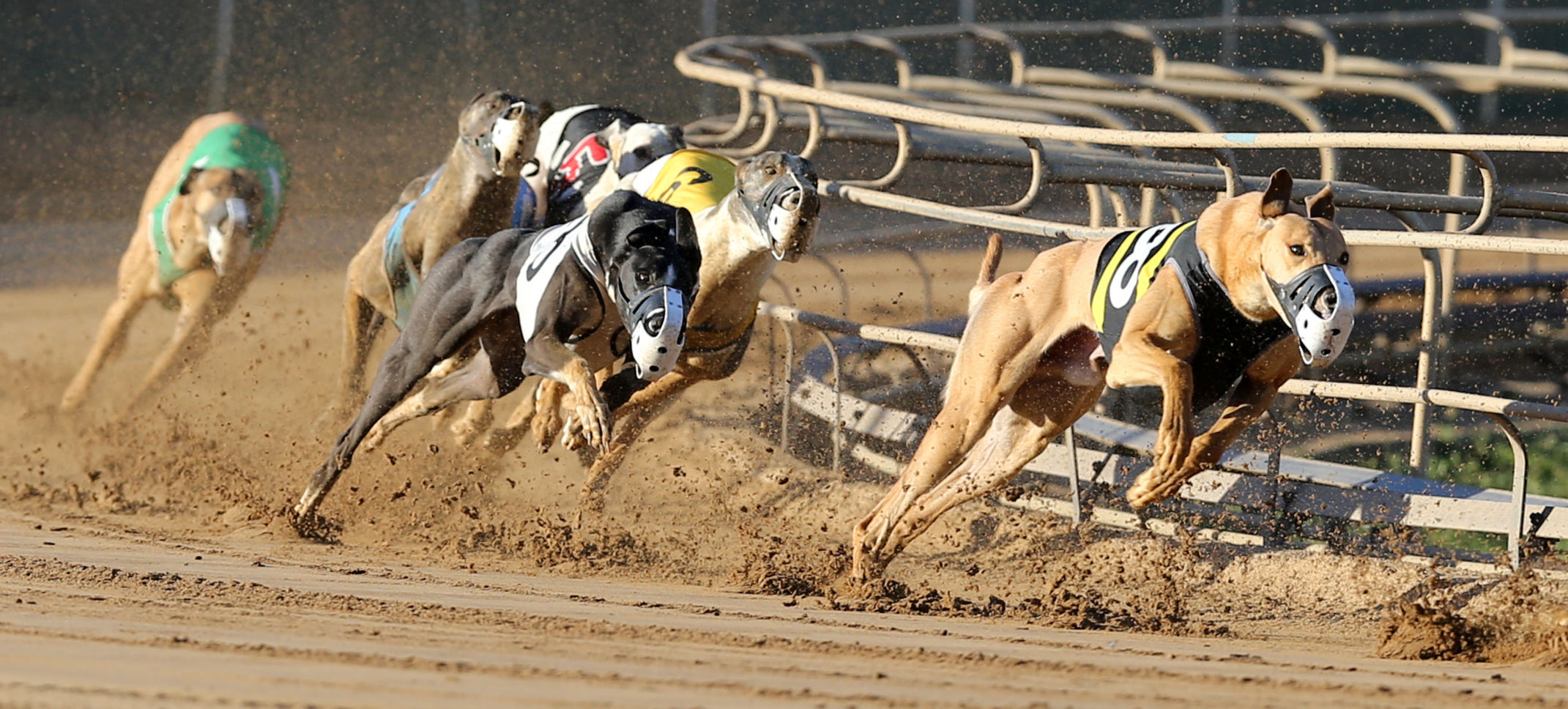 Greyhounds will race for the final time in Dubuque in 2022. The final season at Iowa Greyhound Park will last for only a month, beginning April 16 and concluding on May 15. There will be a total of 18 race days, each with 10 races on the schedule.    PHOTO CREDIT: JESSICA REILLY