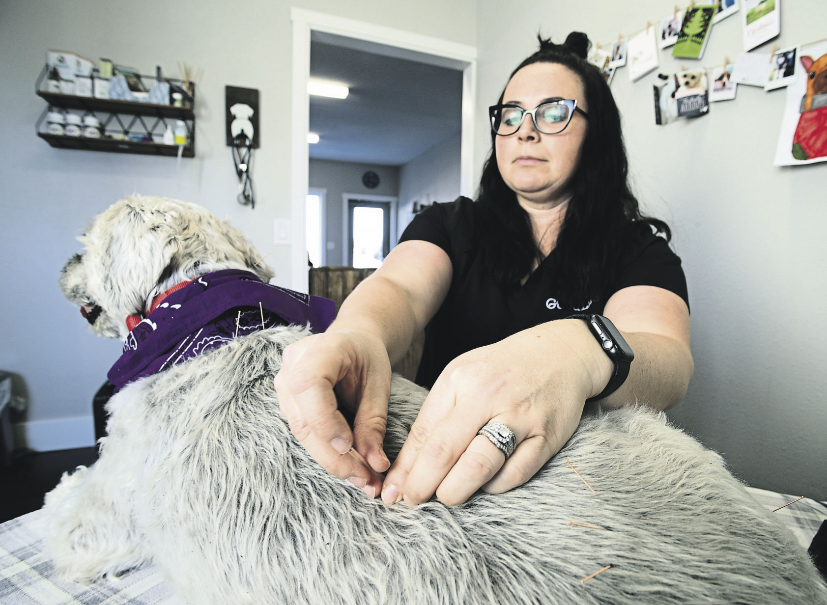 Dr. Katie Merkes applies acupuncture needles into 12-year-old Jamison at GoodLife Integrative Veterinary Care in Dubuque.    PHOTO CREDIT: Stephen Gassman
