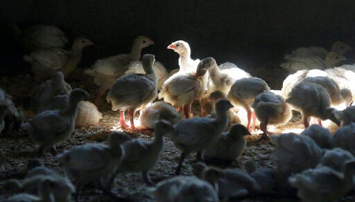 A flock of young turkeys stand in a barn in  Mason, Iowa, after it was restocked following a bird flu outbreak in 2015.     PHOTO CREDIT: AP file photo