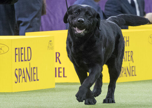 Labrador retrievers are the nation