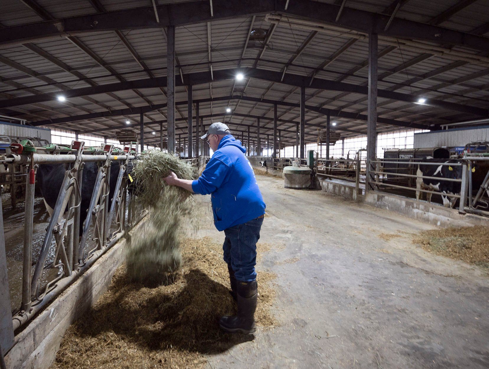 Peter Winch feeds hay to the cattle in one of the barns on his farm in rural Fennimore, Wis., on Wednesday, March 23, 2022.    PHOTO CREDIT: Stephen Gassman