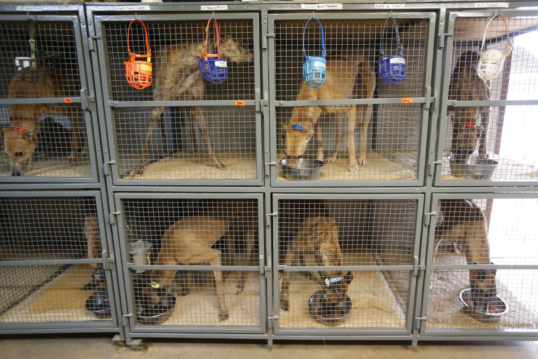 Greyhounds feed just before being let outside on Tuesday at the Iowa Greyhound Park.    PHOTO CREDIT: Dave Kettering