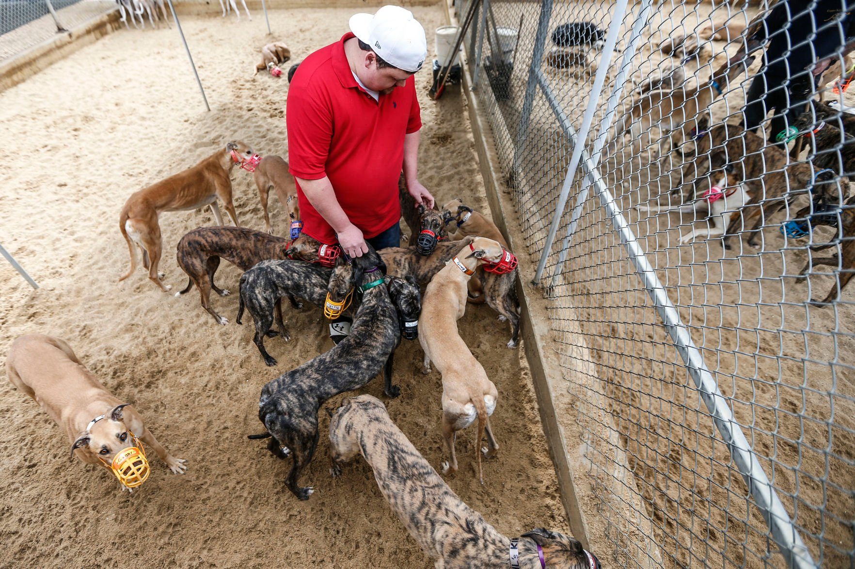 Jake Ungs takes some time with the greyhounds that are part of Copper Kettle Kennel, which his father, Dave Ungs, started in 1993. The final season for Dubuque’s Iowa Greyhound Park started Saturday and concludes May 15.    PHOTO CREDIT: Dave Kettering