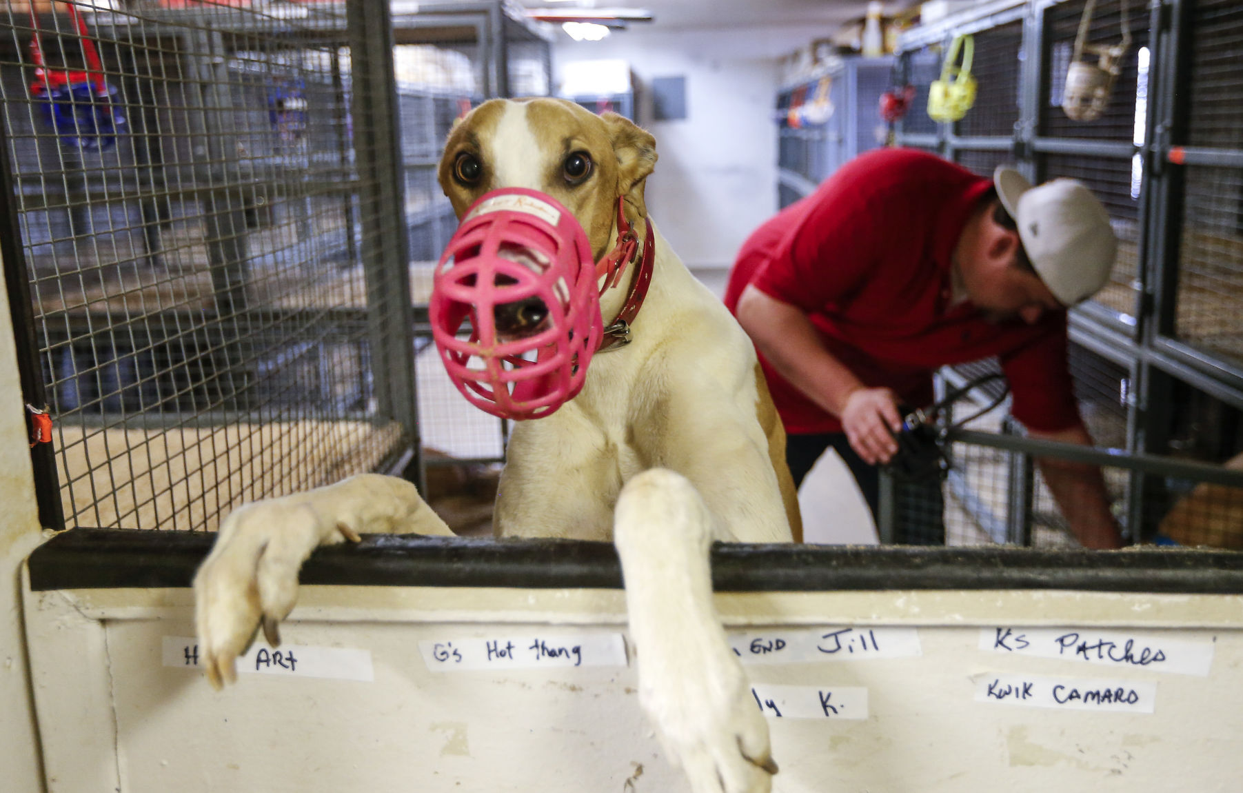 One of the greyhounds, Neon, pokes his nose at the camera before going outside on Tuesday. Neon races with the Copper Kettle Kennel at Iowa Greyhound Park.    PHOTO CREDIT: Dave Kettering