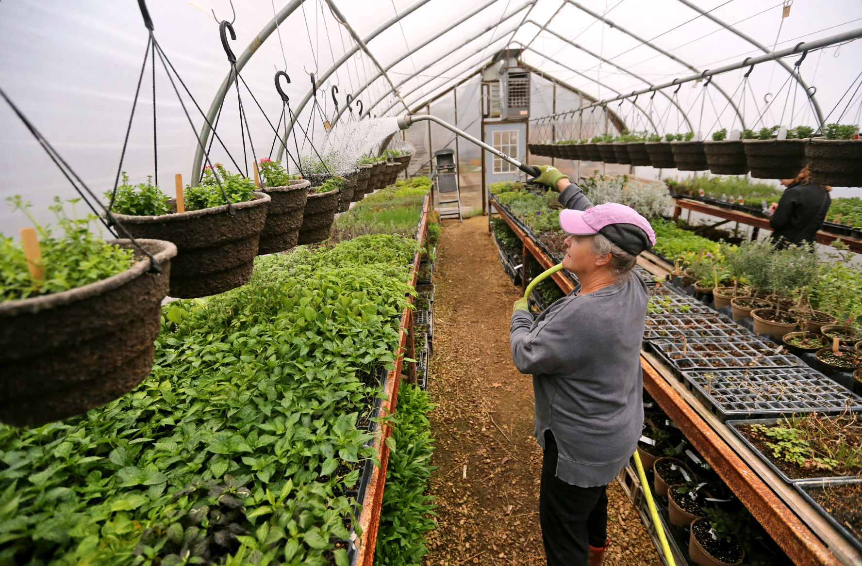 Sheila “Dobie” Merfeld waters plants at Dobie’s Flowers & Produce in Durango, Iowa. The family business has a nearly 30-year connection to farmers markets in the tri-states. It offers numerous items, including vegetables, herbs, eggs, flowers and starter plants.    PHOTO CREDIT: JESSICA REILLY