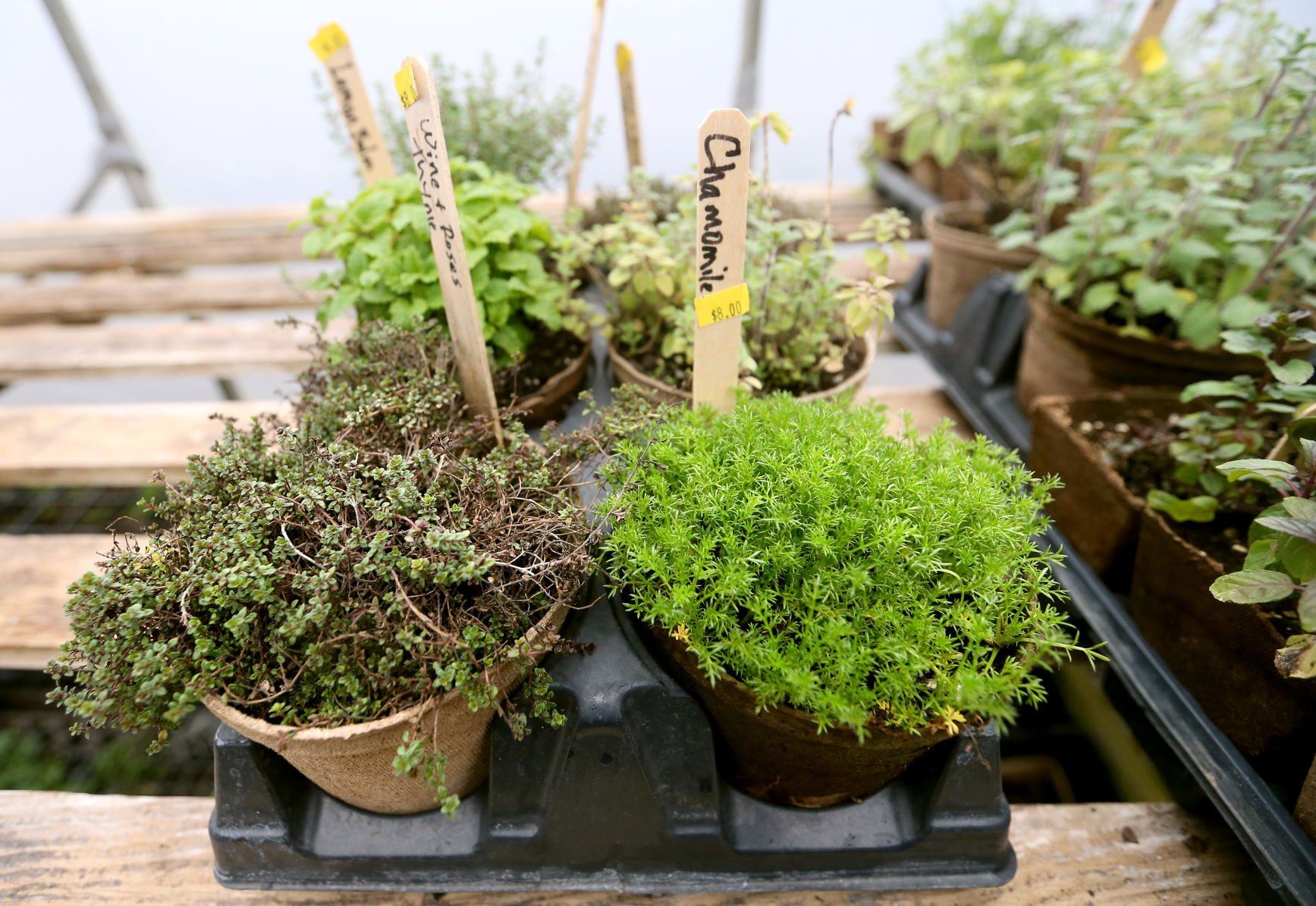 A variety of herbs at Dobie’s Flowers & Produce.    PHOTO CREDIT: JESSICA REILLY