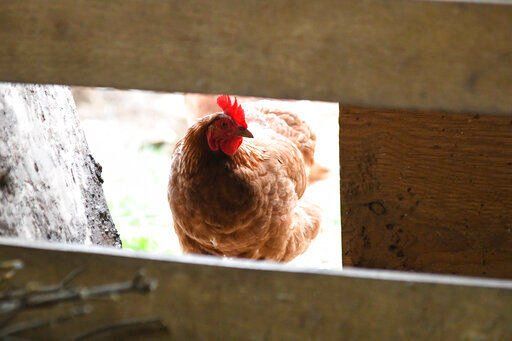 A chicken looks in the barn at Honey Brook Farm in Schuylkill Haven, Pa. An outbreak of avian flu is forcing farmers to cull their flocks and leading to concerns about even higher food prices. While it doesn
