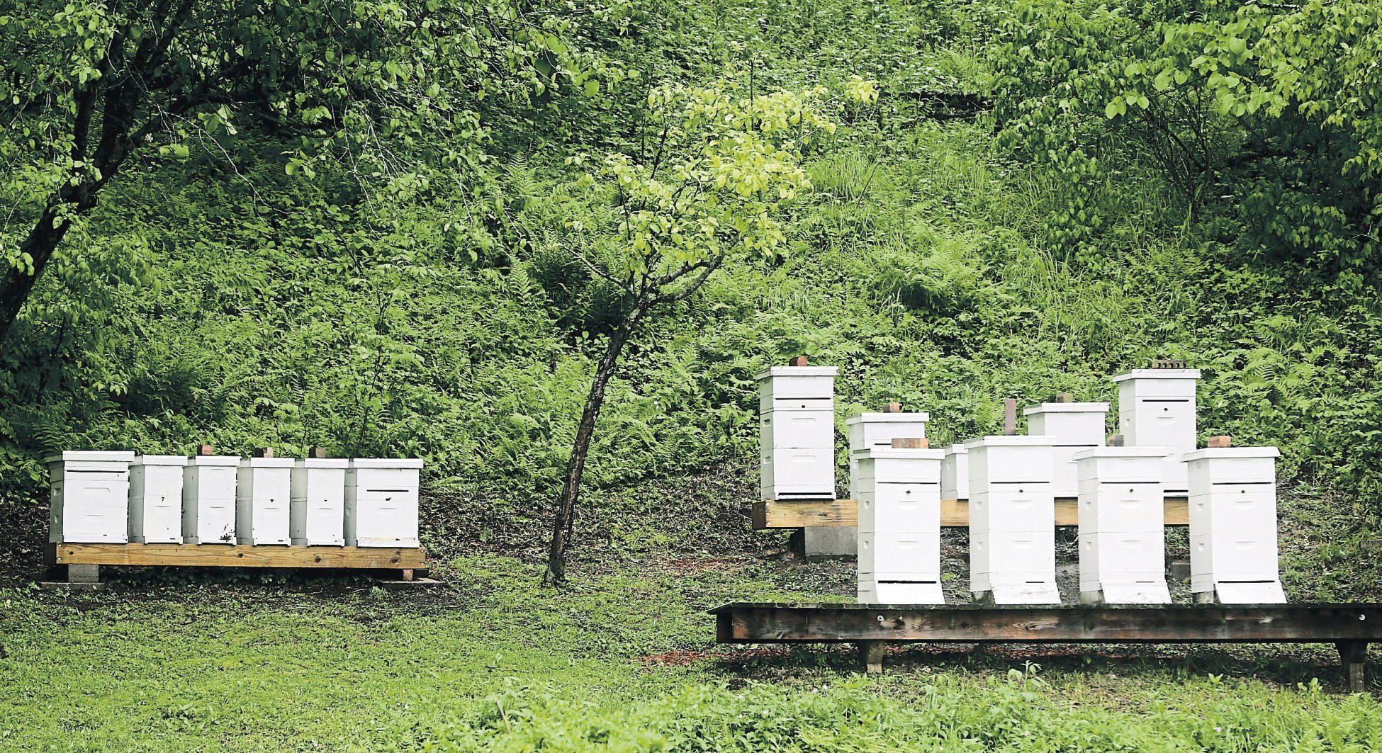 A bee hive set up at Timber Range Farm in Durango, Iowa.    PHOTO CREDIT: JESSICA REILLY