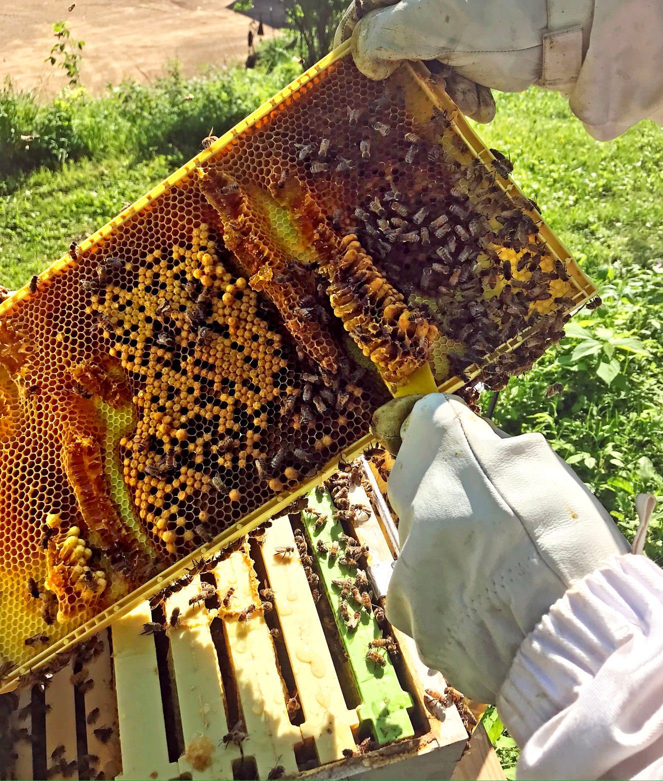 Tony Zenner cleans a honeycomb from frames in a hive at Timber Range Farm in Durango, Iowa.    PHOTO CREDIT: Contributed