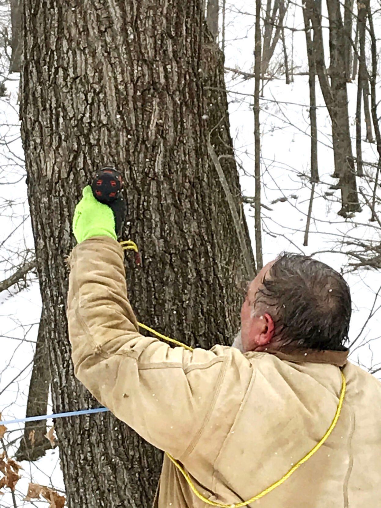 Tony Zenner drills a hole for taps at Timber Range Farm in Durango, Iowa.    PHOTO CREDIT: Contributed