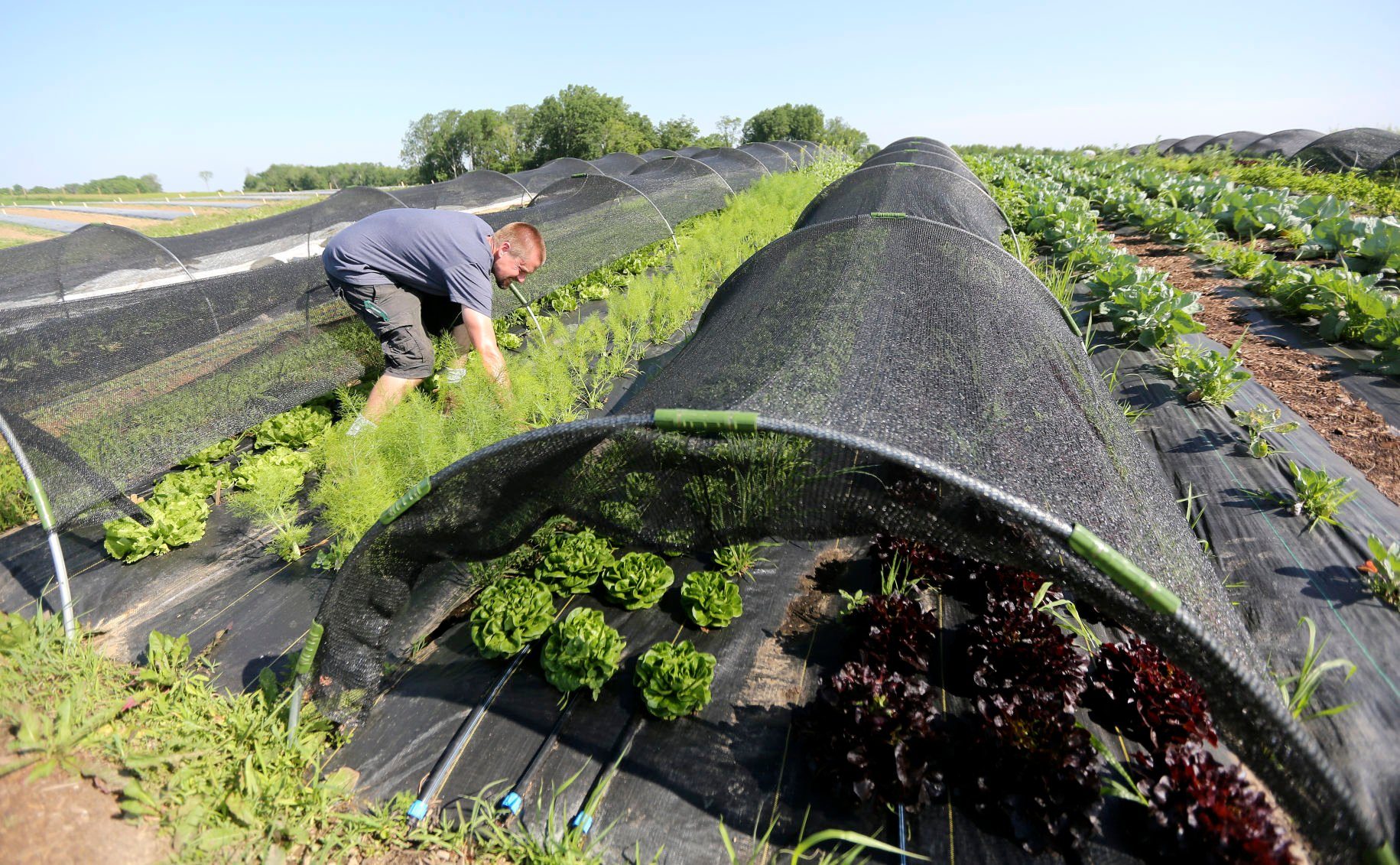 Andrew Phelps works in one of his many gardens on his family’s rural Guttenberg, Iowa, farm recently. The family grows many types of produce. The family sells produce and locally raised beef at several farmers markets in the area.    PHOTO CREDIT: Dave Kettering