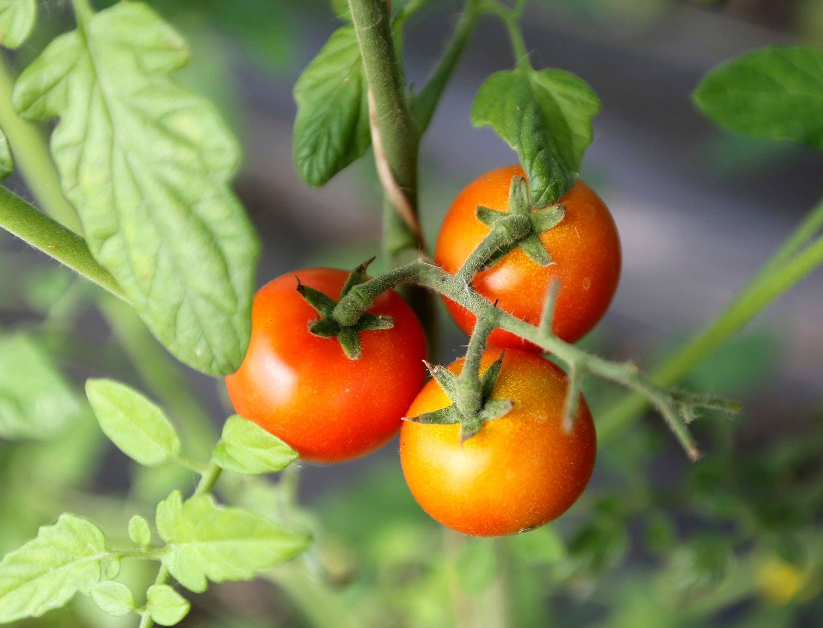 Tomatoes begin to ripen on the vine.    PHOTO CREDIT: Dave Kettering