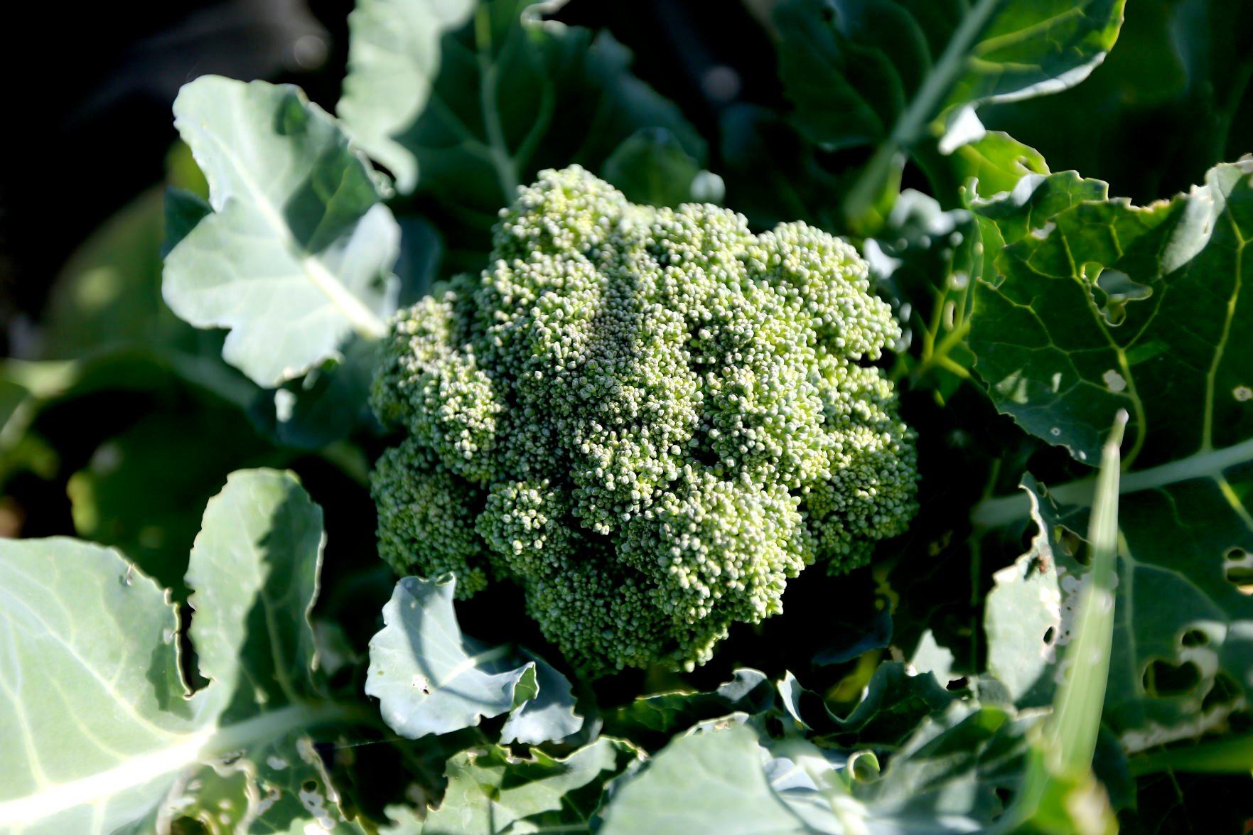 Fresh broccoli grows on the Phelps Farm.    PHOTO CREDIT: Dave Kettering