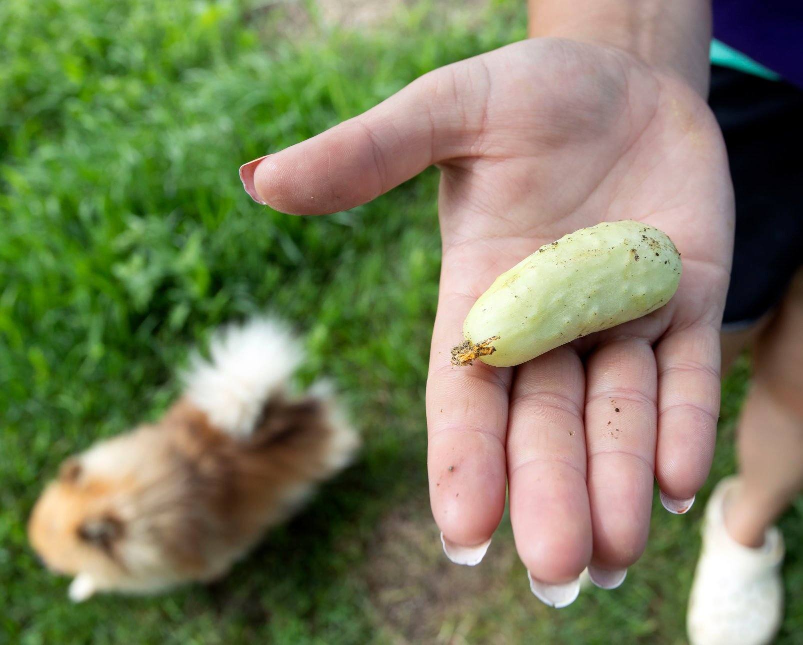 Shelby Knoble, 17, of Fennimore, Wis., displays a white pickle that was picked on her grandparents’ farm in rural Lancaster recently.    PHOTO CREDIT: Stephen Gassman