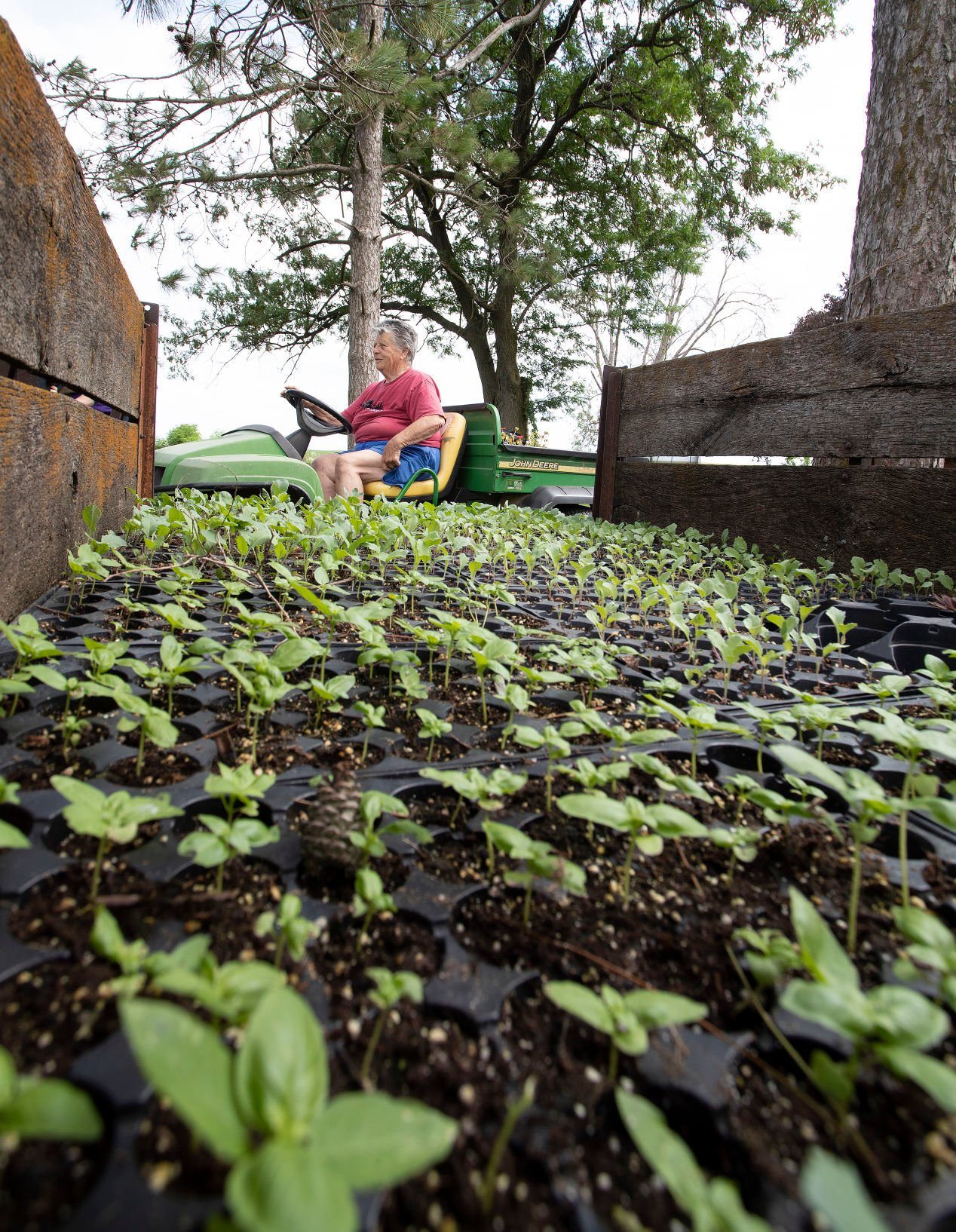 Carolann Kruse drives past a wagon filled with young kohlrabi on her family’s farm in rural Lancaster, Wis., on Wednesday, July 27, 2022.    PHOTO CREDIT: Stephen Gassman