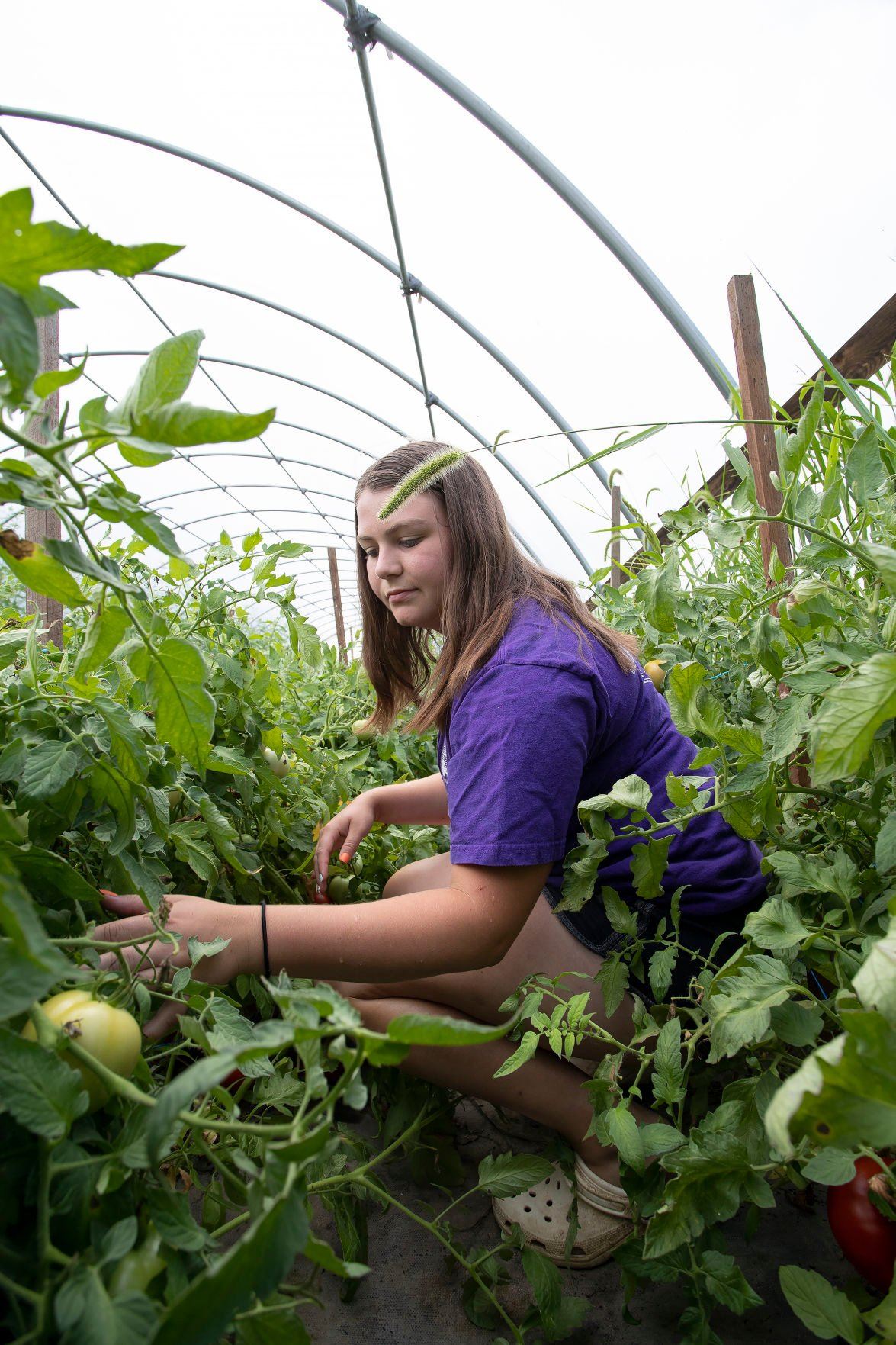 Shelby Knoble, 17, of Fennimore, inspects tomatoes on her grandparents’ farm in rural Lancaster.    PHOTO CREDIT: Stephen Gassman