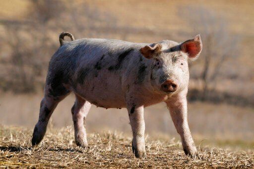 Hog farmers that already comply with a California animal welfare law approved by voters in 2018 stand to benefit when the regulations are implemented. But it