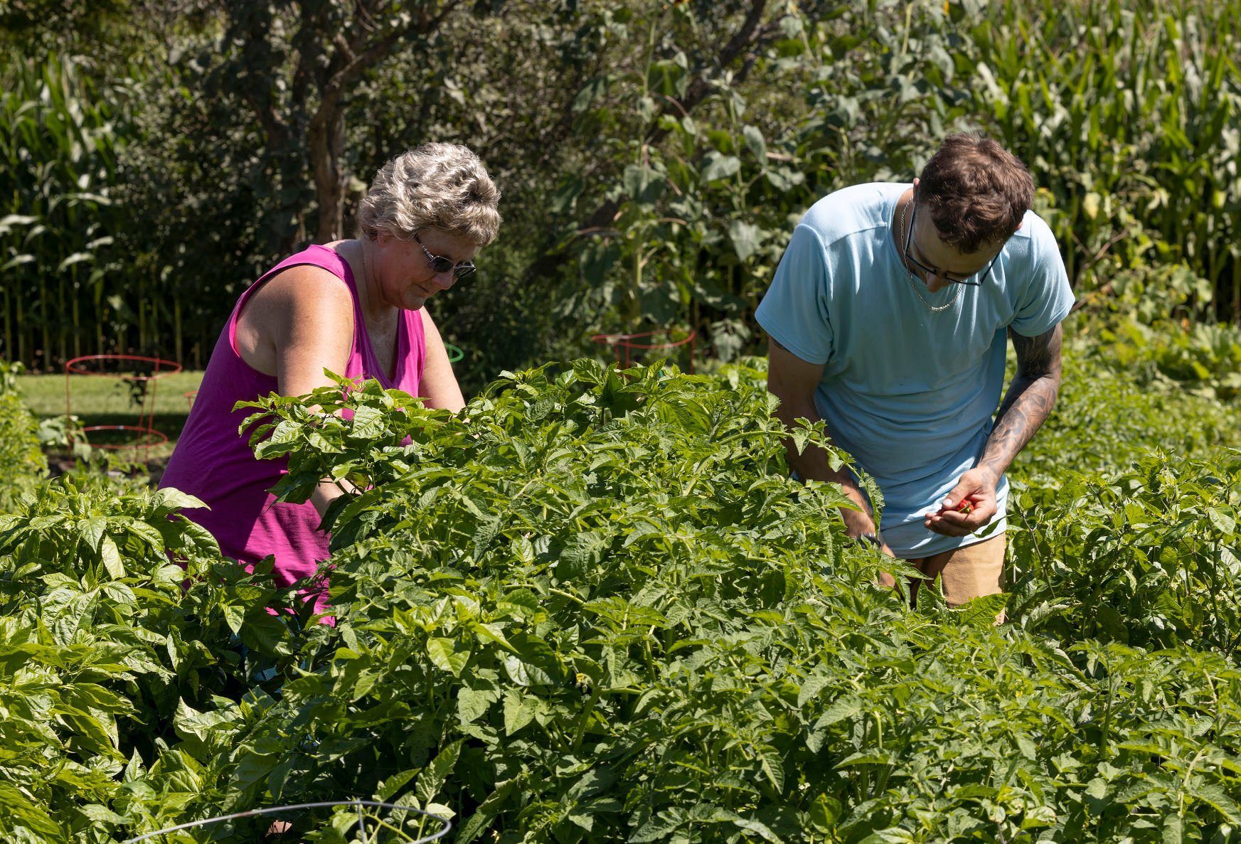 Mitch Allen and his mother, Martha Whitmer, pick peppers from their garden in Elizabeth, Ill. This is the second year they’ve been selling their products at the Galena (Ill.) Farmers Market. They grow a variety of produce, including hot peppers.    PHOTO CREDIT: Stephen Gassman