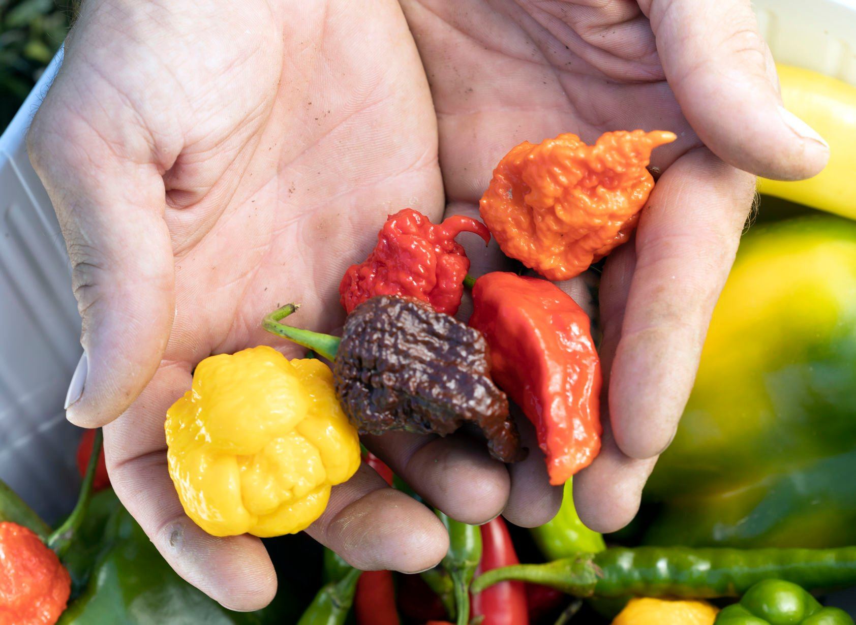 Mitch Allen holds a few of the peppers he grows in his Elizabeth, Ill., garden. The peppers are, yellow seven pot, (left) chocolate seven pot, Carolina reaper, ghost pepper and peach Carolina reaper.    PHOTO CREDIT: Stephen Gassman