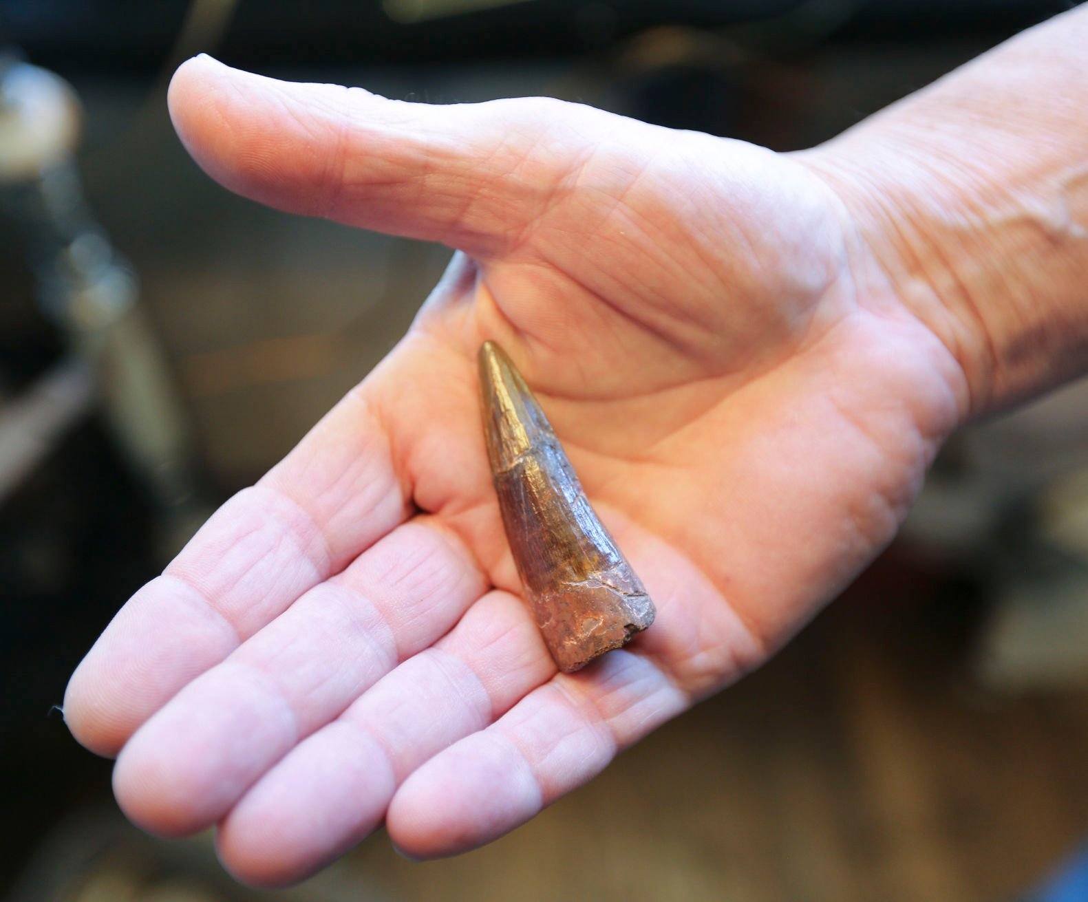 Owner of Rix Antiques, Rick Pariser, of Galena, Ill., holds a fossilized Spinosaurus tooth in his shop on Main Street Galena.    PHOTO CREDIT: Dave Kettering