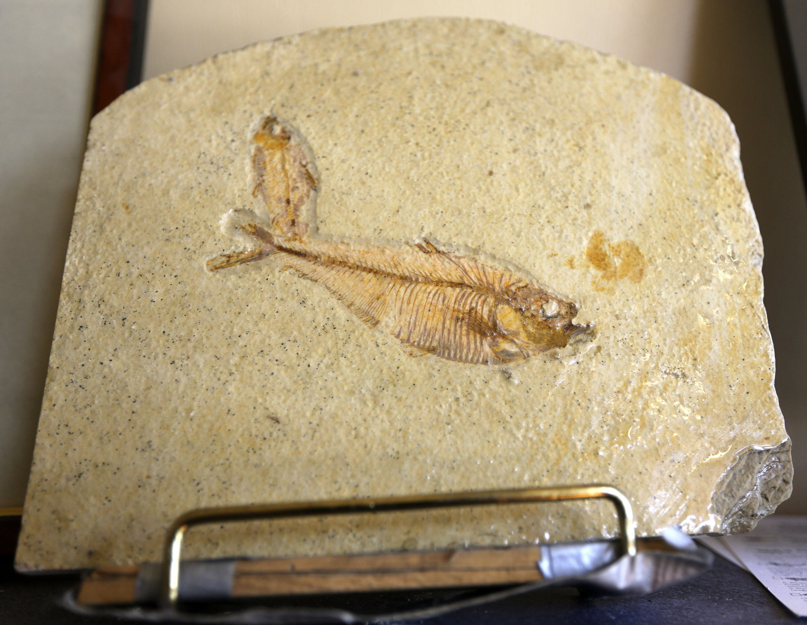 One of the many fossils for sale at Rix Antiques in Galena, Ill.    PHOTO CREDIT: Dave Kettering