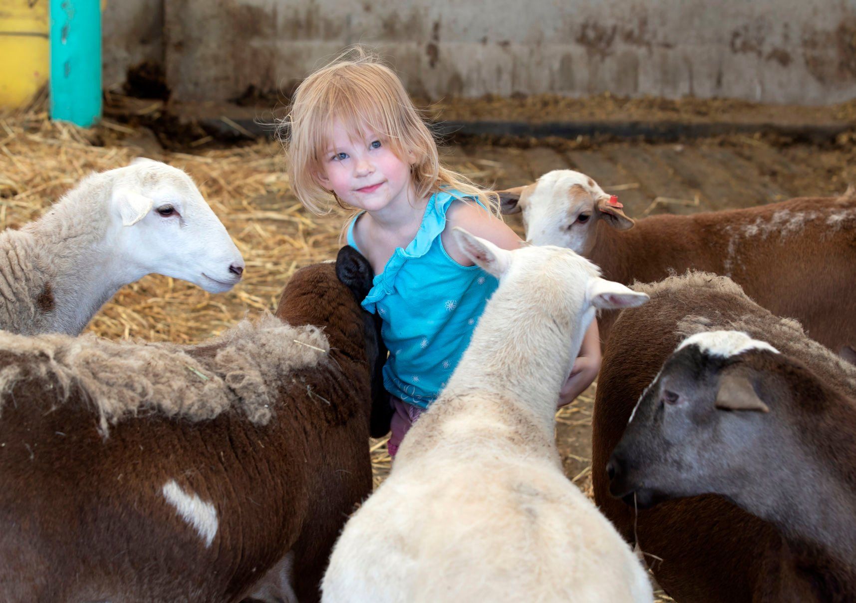 Layne Gleason, 4, surrounded by sheep on the family
