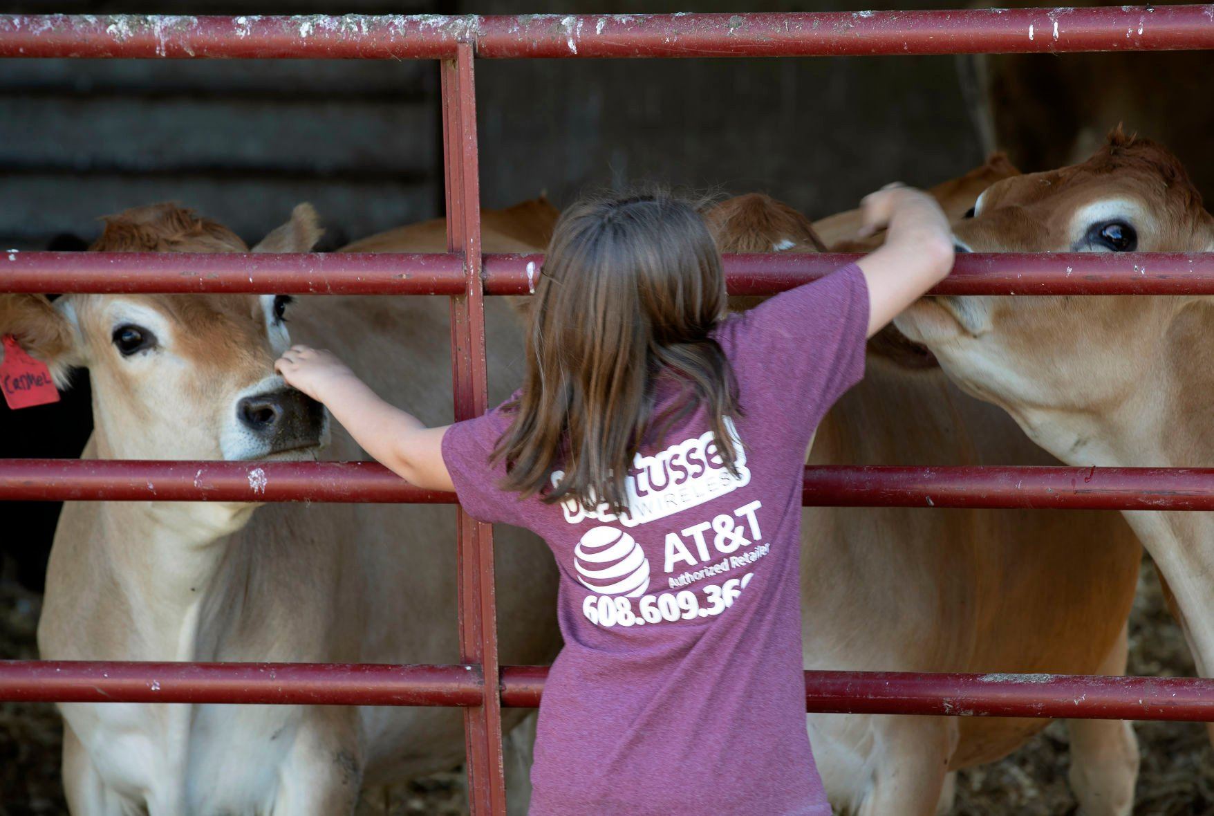 Cassidy Gleason, 12, pets the cattle on their rural Shullsburg, Wis., farm on Tuesday, August 16, 2022.    PHOTO CREDIT: Stephen Gassman