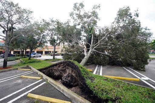 An uprooted tree, toppled by strong winds from the outer bands of Hurricane Ian, rests in a parking lot of a shopping center, Wednesday, Sept. 28, 2022, in Cooper City, Fla. (AP Photo/Wilfredo Lee)    PHOTO CREDIT: Wilfredo Lee