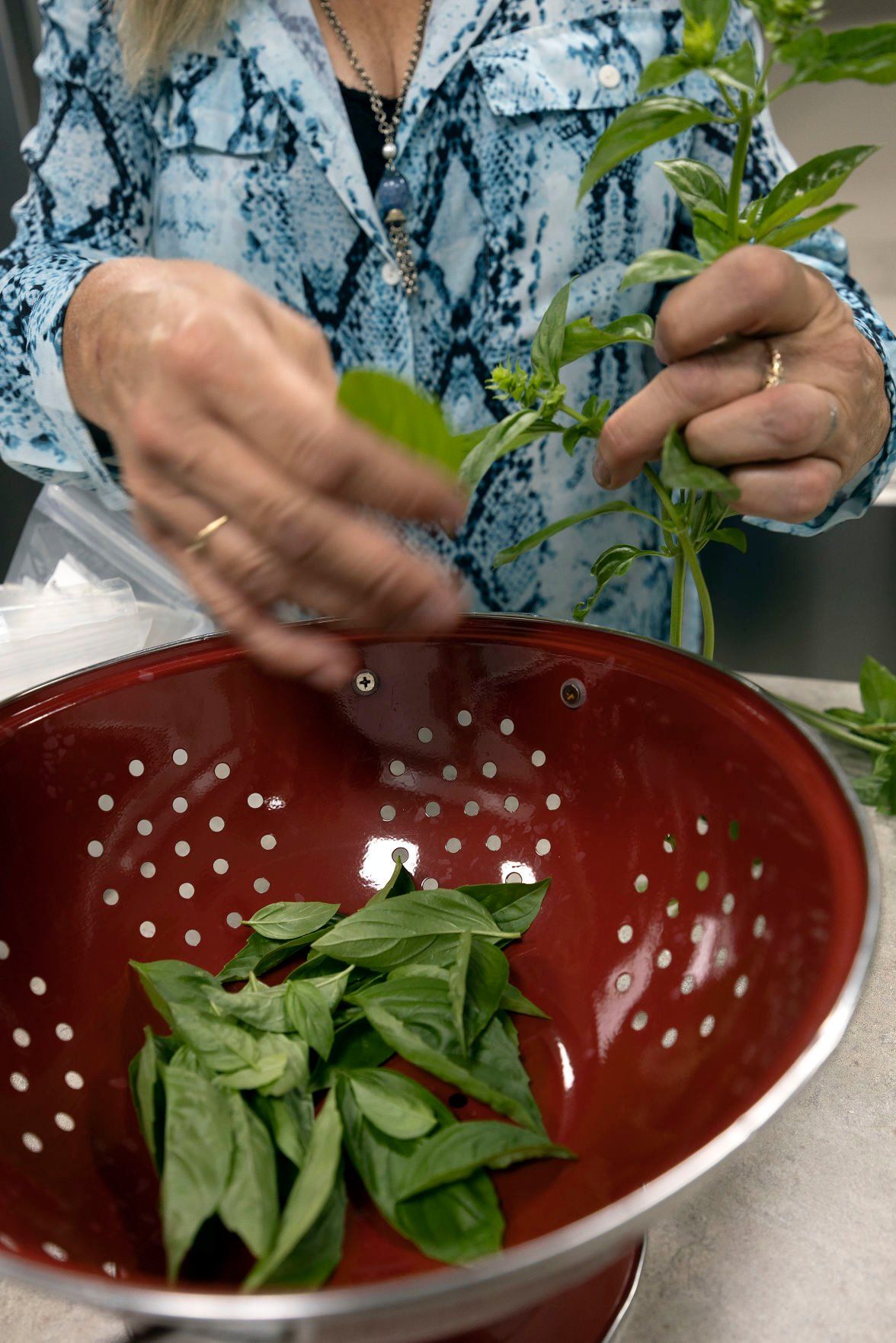 Jill Wagener places basil leaves into a colander to be cleaned. Her children say she has “always been obsessed with basil.”    PHOTO CREDIT: Stephen Gassman