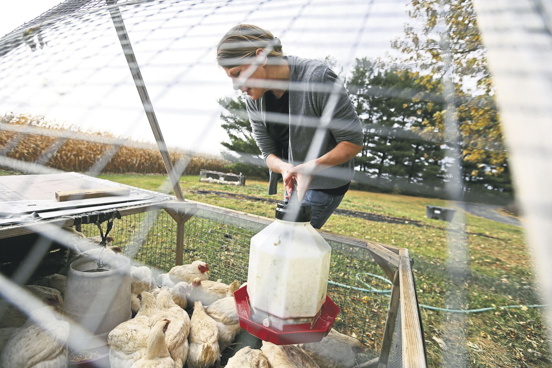 Becky Milum gives water to Cornish cross chickens at The Roost in rural Bernard, Iowa.    PHOTO CREDIT: JESSICA REILLY